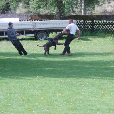 Bandog Zraz Vrtna Mj 2011 041